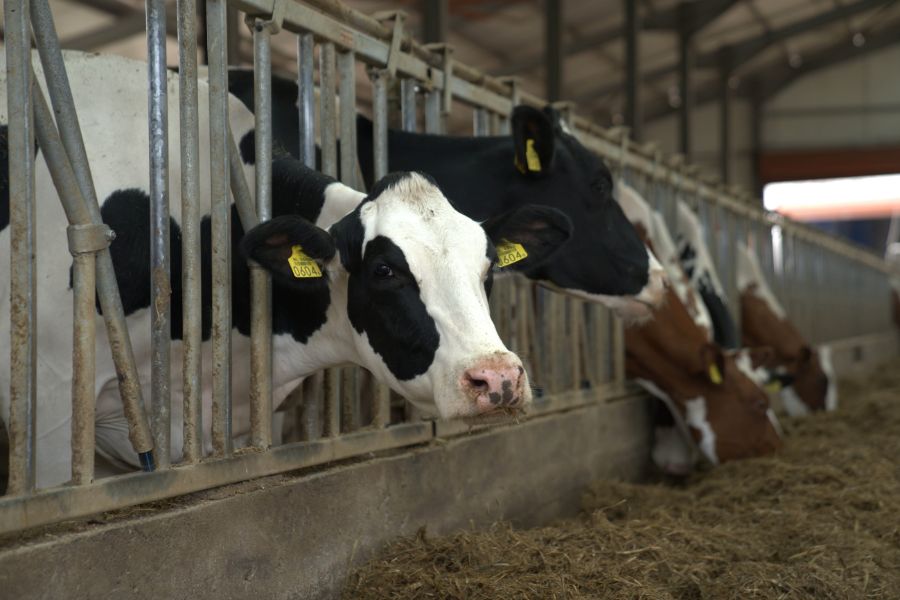 АГРО СТРОЙ ферма